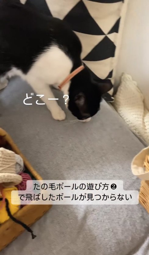 ソファの上でボールを探しているハチワレ猫「どこー?」