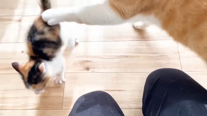 タッチするむぎくん