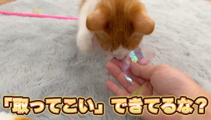 「取ってこい」できてるな?