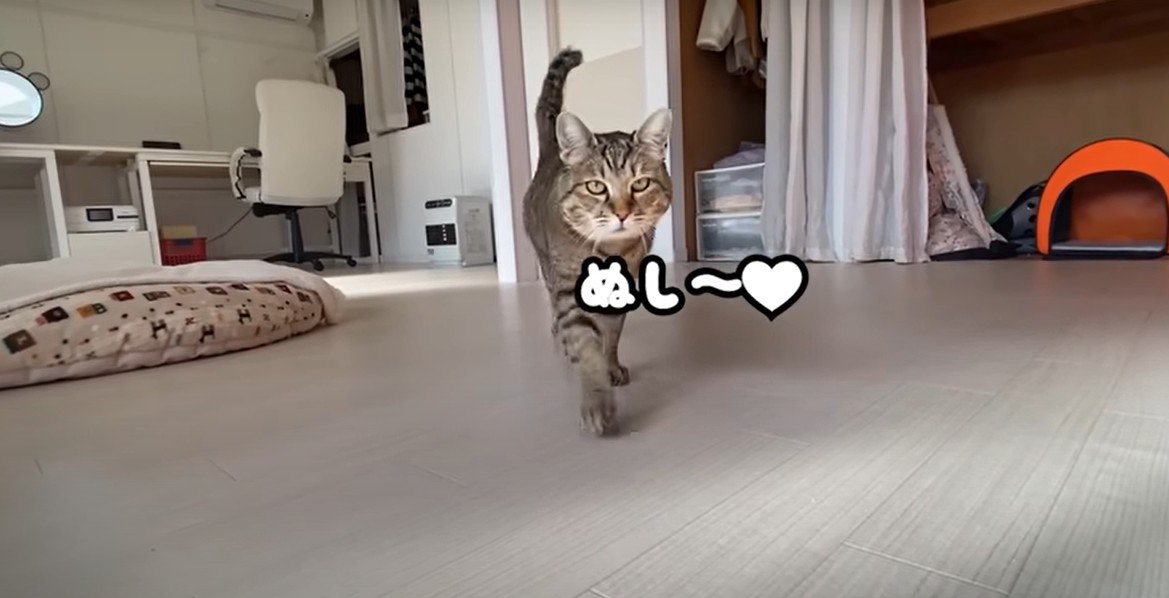 部屋の中を歩く猫