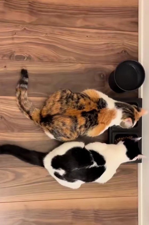 あずきちゃんとえのきちゃん