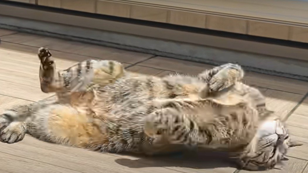 仰向けに寝転がる猫