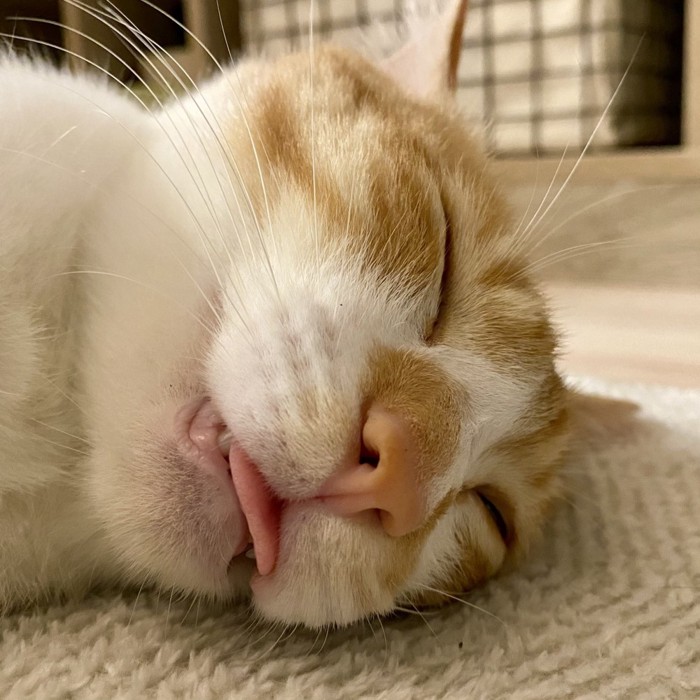 舌を出して眠る猫