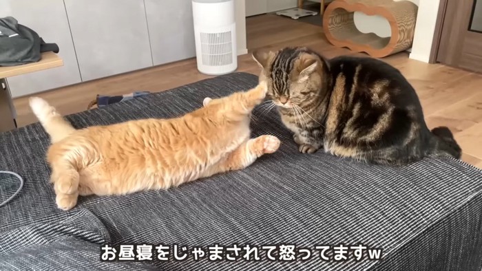 猫パンチする猫