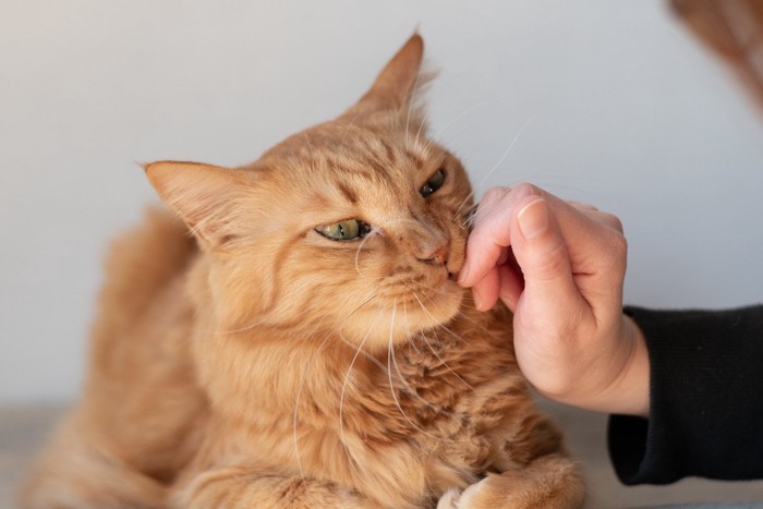 可愛い猫を撫でる飼い主