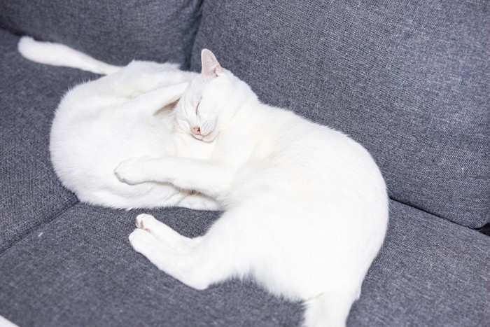 身を寄せ合う猫