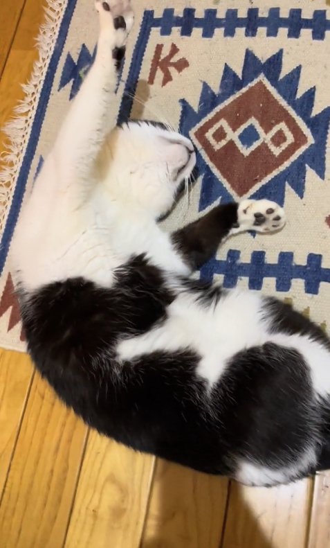 体をカーブさせて寝転がる猫（全身）