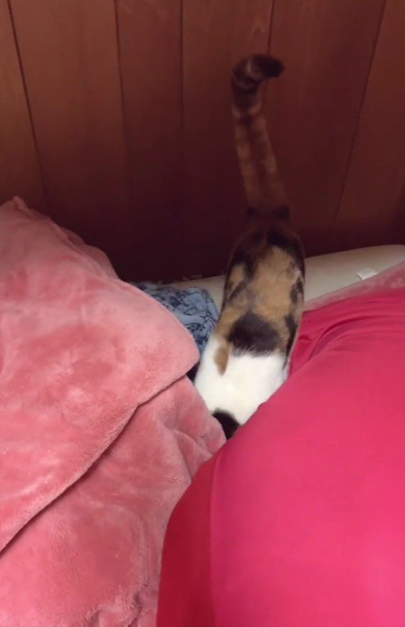 布団に入る猫