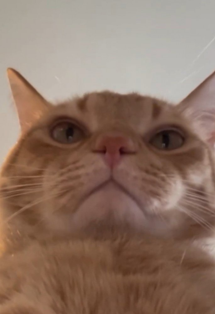 下から写した猫