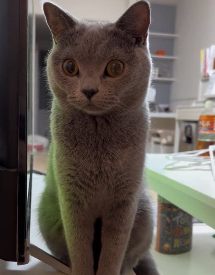 お座りするルタくん