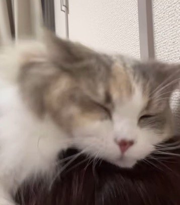 うっとりとした顔の猫