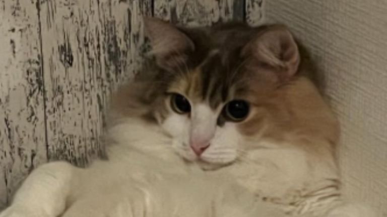 くつろいでいる猫