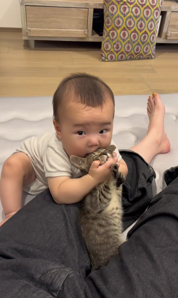 赤ちゃんと子猫