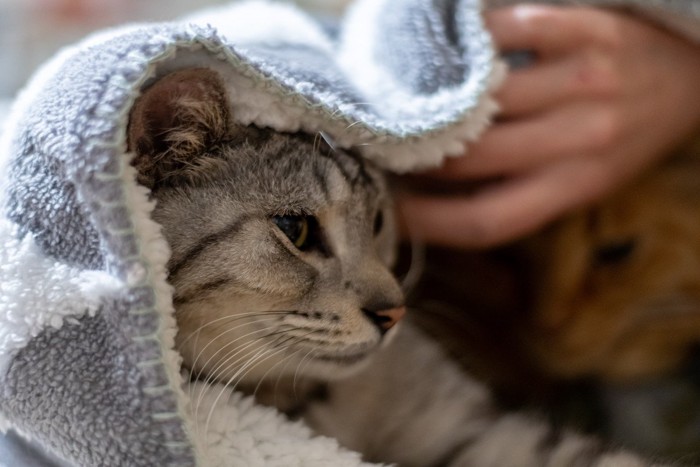 毛布にくるまる猫