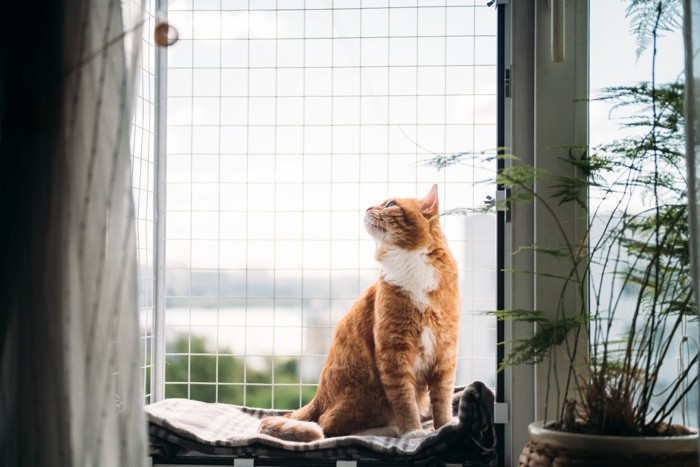 窓辺の猫