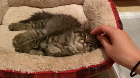 猫ベッドで横になる子猫