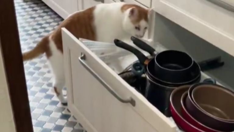 キッチンにいる猫