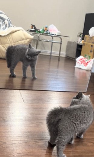 首を曲げる子猫