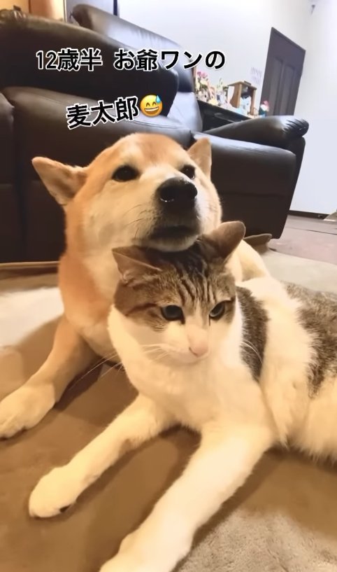 サバ白猫の頭にアゴを乗せている柴犬