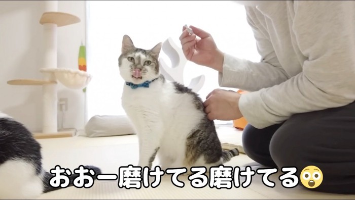 男性に歯磨きをされて舌を出すキジ白猫