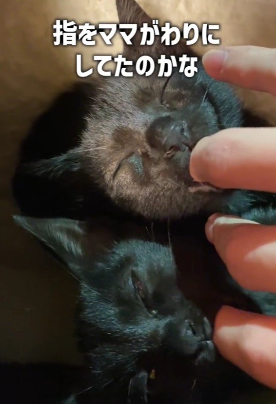 指をしゃぶる2匹の猫