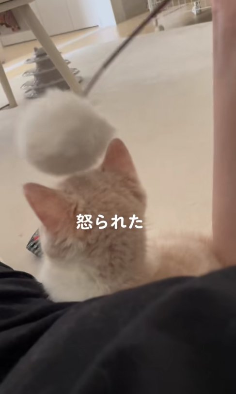 猫じゃらしが頭のすぐ真上にある猫の後頭部