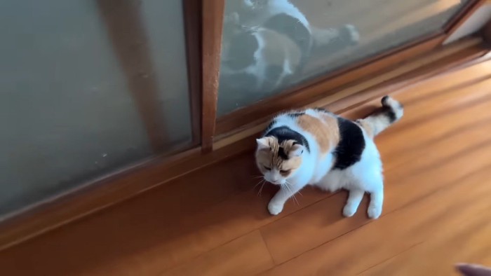 廊下にゴロン