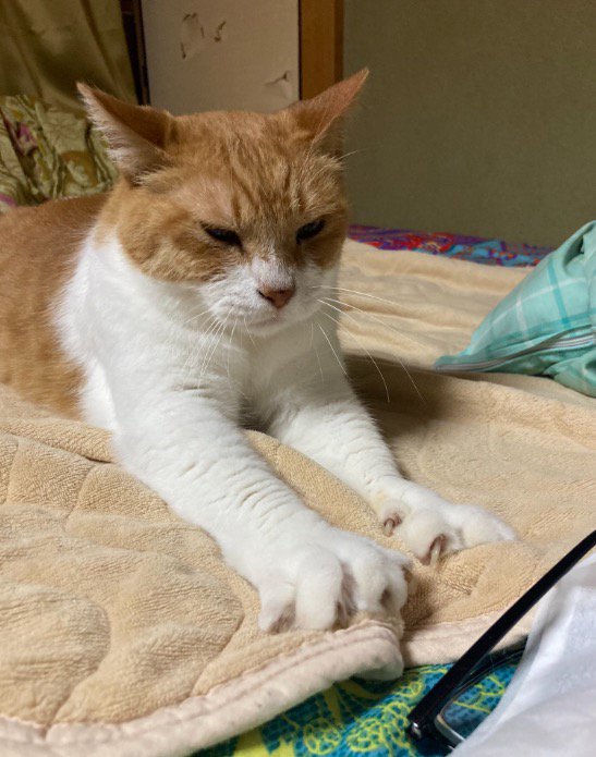 タオルを前足で揉む茶トラ猫