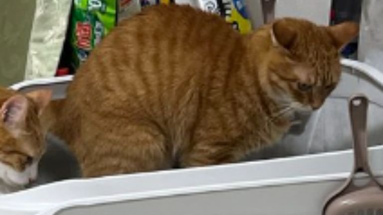 トイレをしている猫