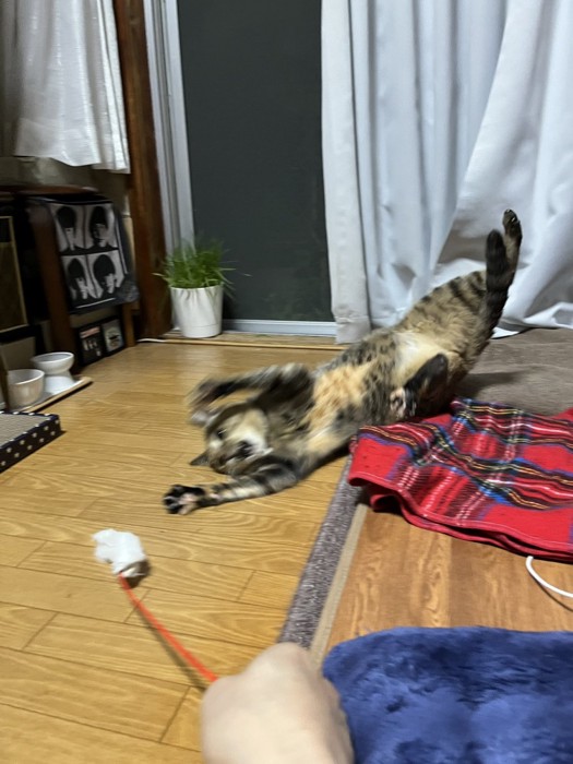 スライディングするようにして猫じゃらしにじゃれようとする猫