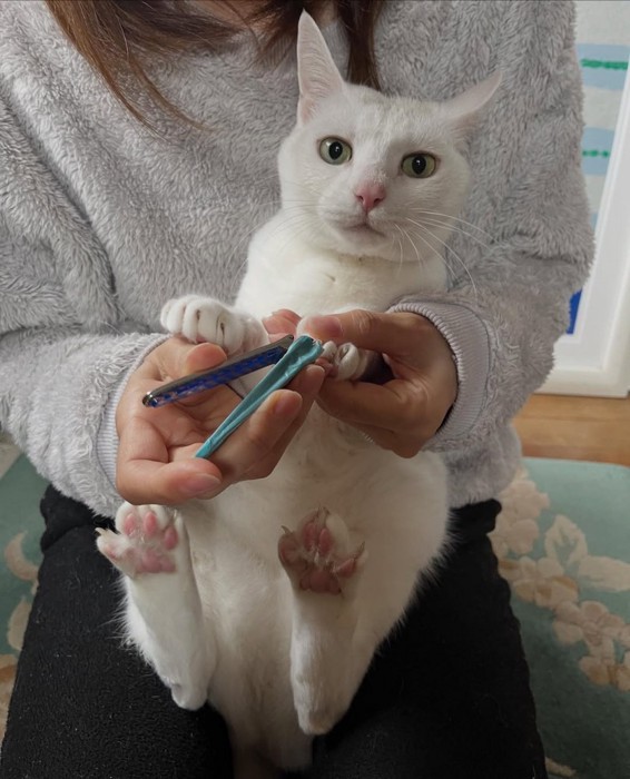 カメラ目線で爪切り中の猫
