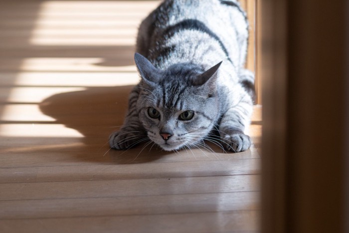 何かを見つめる猫