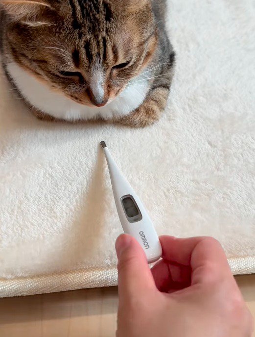 体温計を猫に近づける飼い主