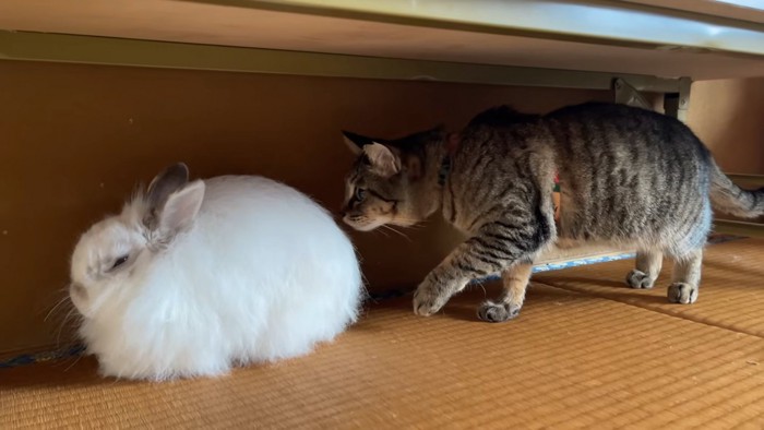 うさぎのにおいを嗅ぐ猫