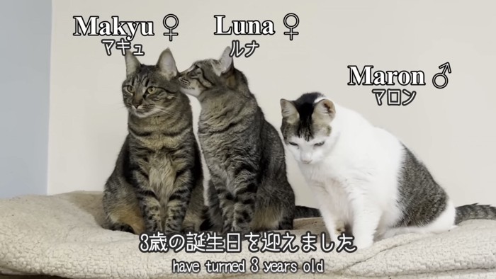 「3歳の誕生日を迎えました」のテロップ写真