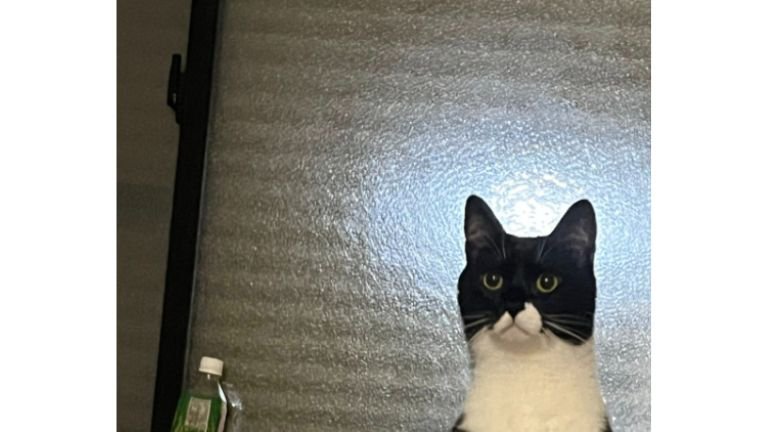 室内にいる猫