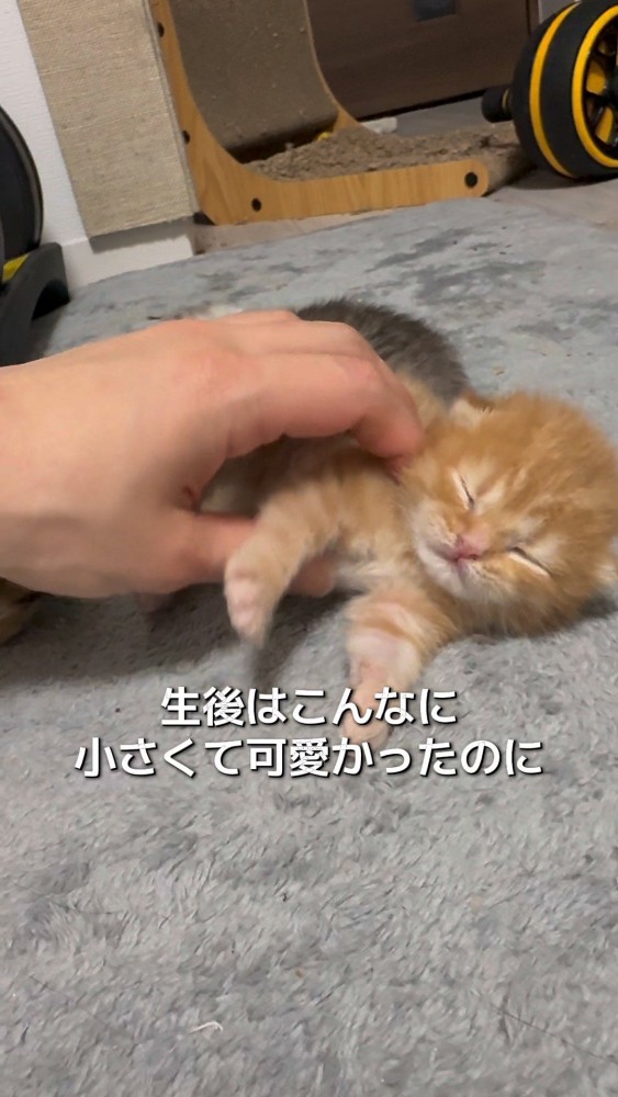 生後間もなくの猫さん