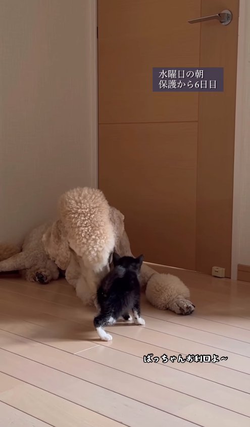 伏せの姿勢で子猫に顔を寄せているプードル