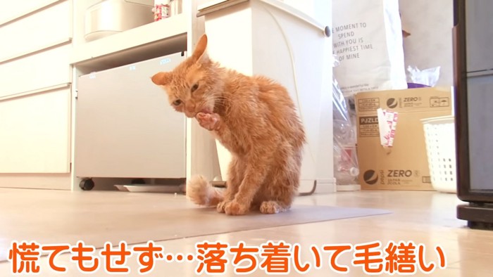 前足をなめる猫