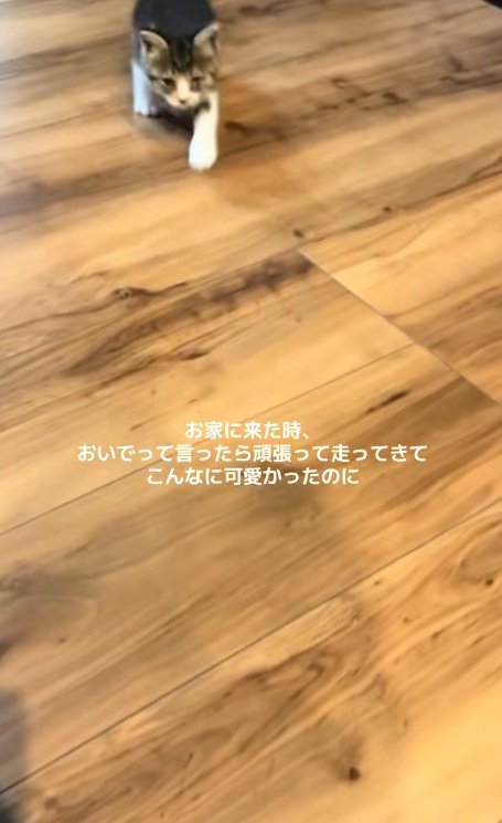 飼い主の元へ走って向かう子猫