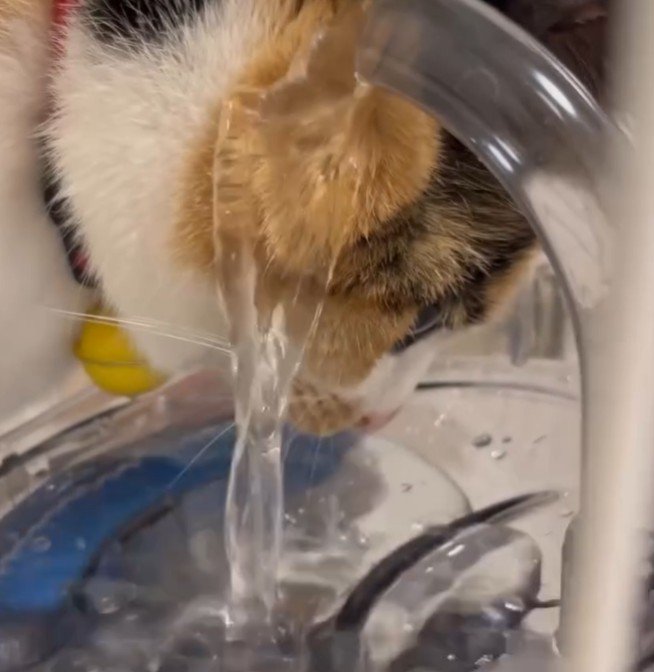 水がほっぺにあたる様子（アップ）