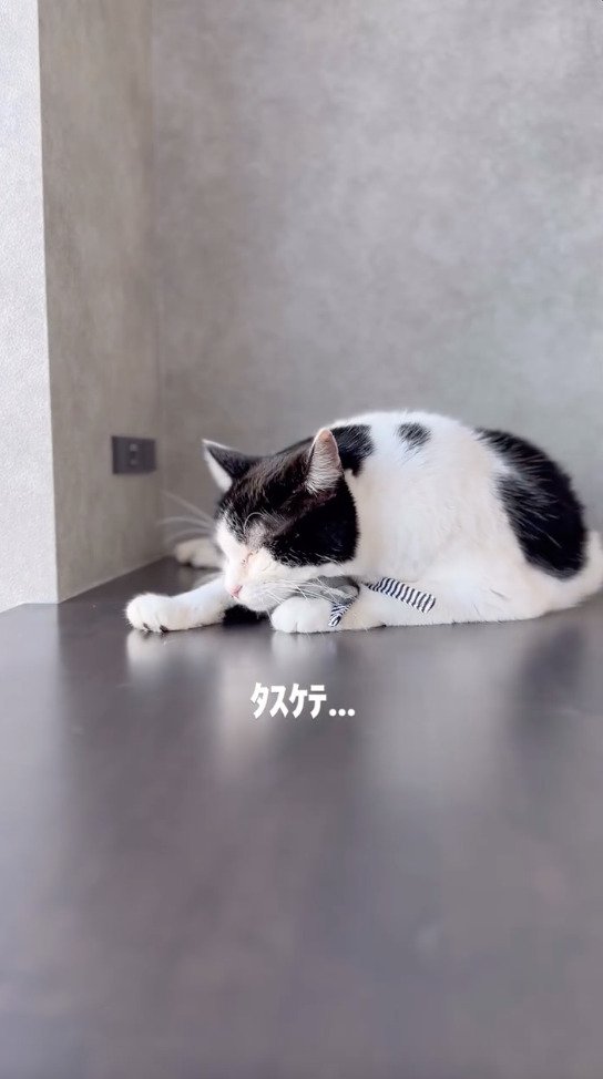 猫に押しつぶされるネズミのぬいぐるみ