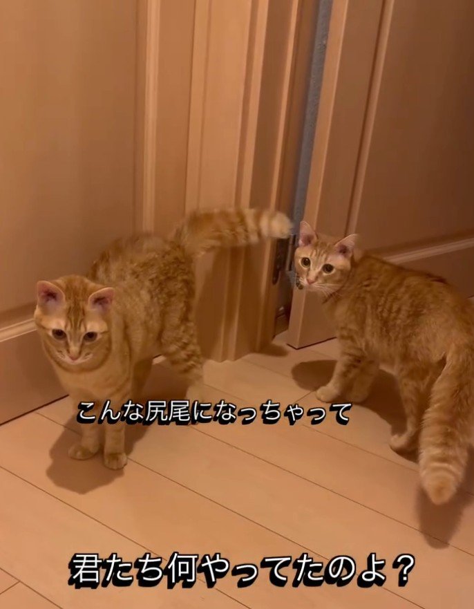 「こんなしっぽになっちゃって…」と書かれた写真1