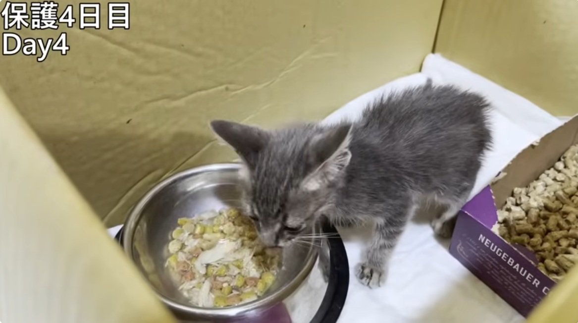 段ボールの中でご飯を食べている子猫