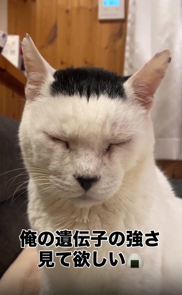 目を閉じている白黒猫