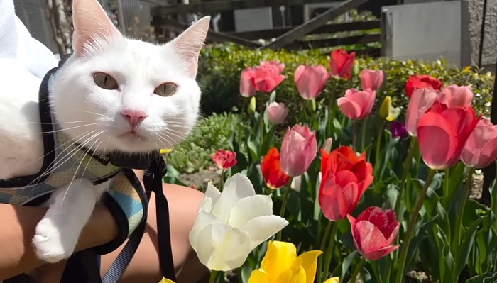 シロくんとチューリップ
