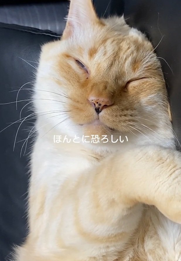 寝るここちゃん