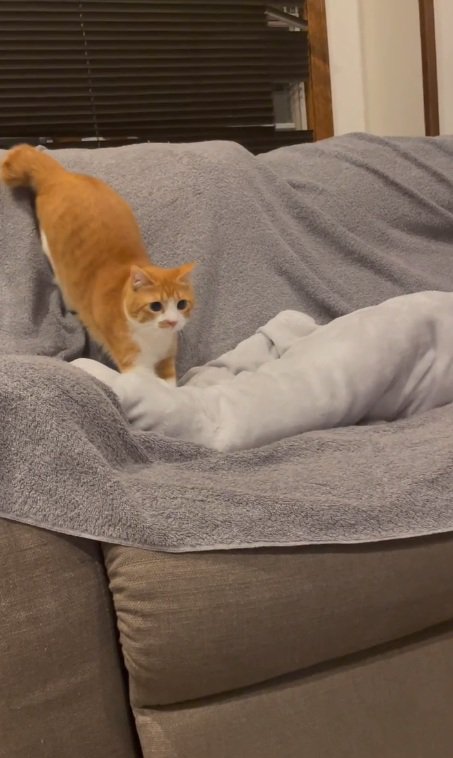 大きく助走をつけるセッタくん