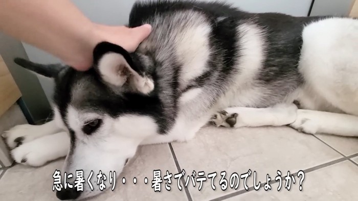 頭をなでられる犬