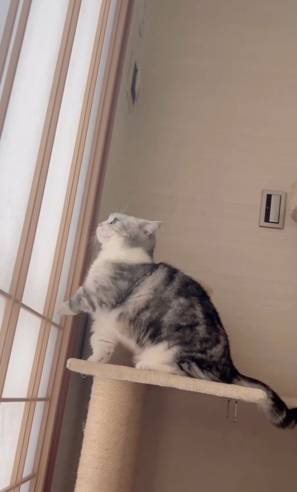 左手で障子をかく猫(文字なし)